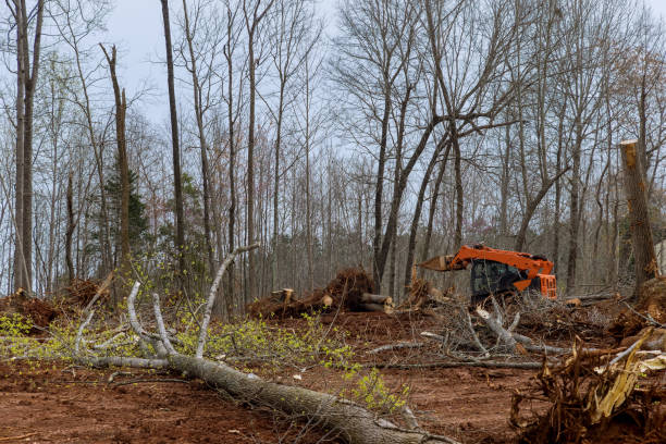 Best Firewood Processing and Delivery  in Sturgeon, MO